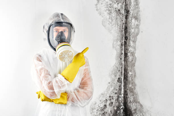 Why You Should Choose Our Mold Remediation Services in Eden, TX